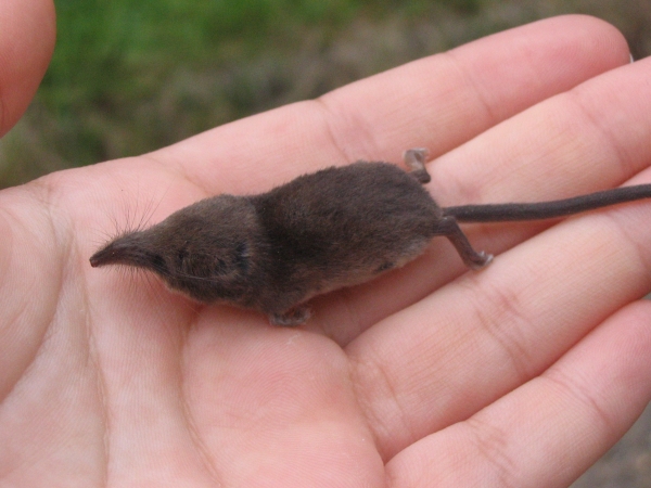 Sorex minutus on hand from: https://commons.wikimedia.org/wiki/File:Sorex_minutus_palm.jpg