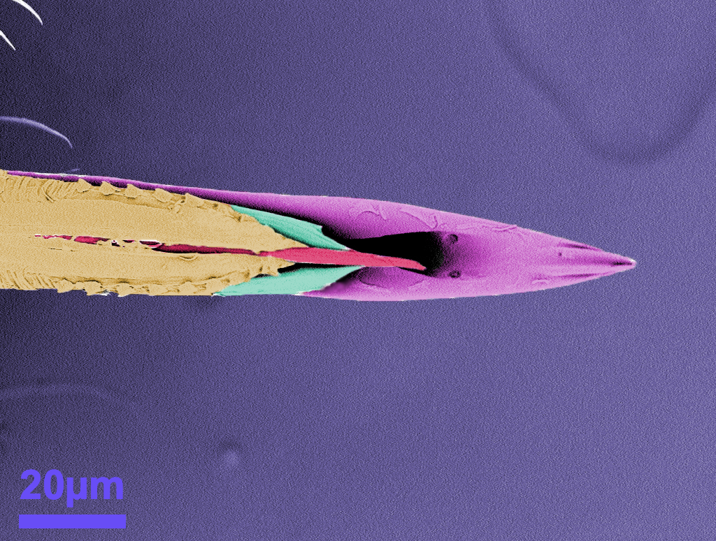 micro-anatomy of mosquito stylet