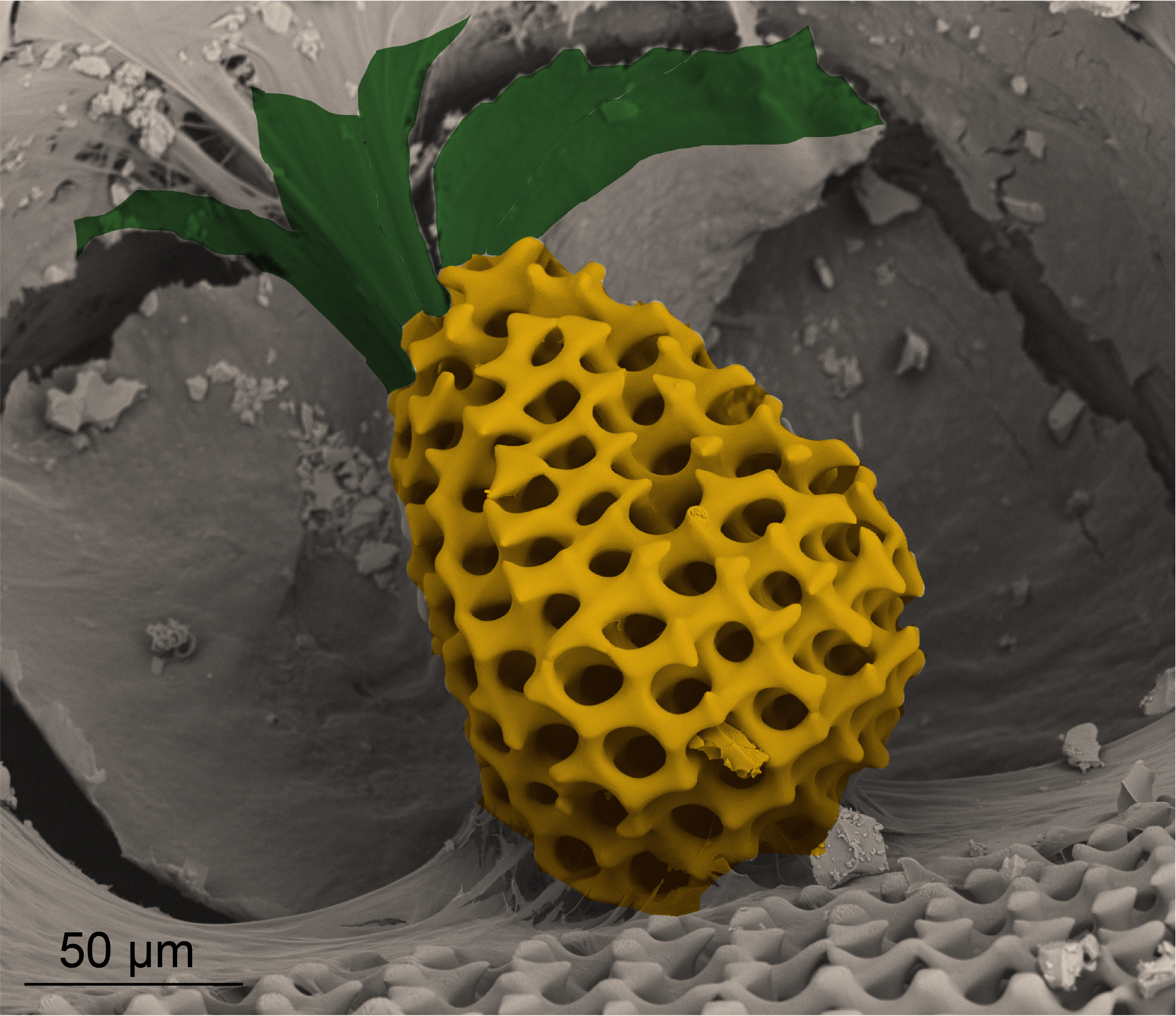 scanning electron microscopy image of the porous structure of a starfish’s mineralized skeleton