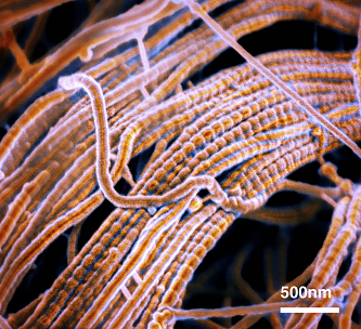 close-up of mouse spinal cord decellularized extracellular matrix