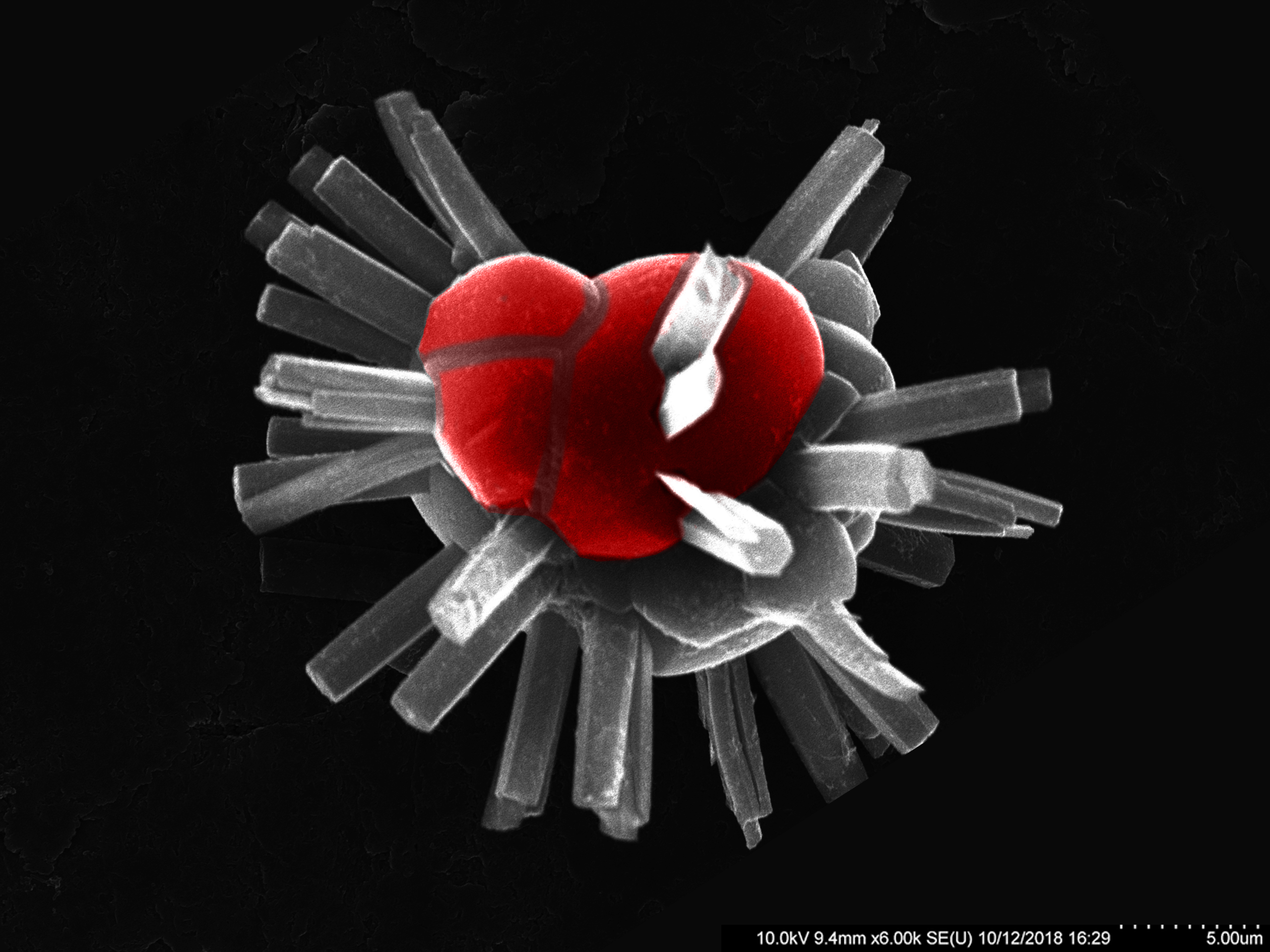 image shows crystals of a Zr-MOF grown out of a crystal which is a polymorph of the same MOF crystallized a different topology