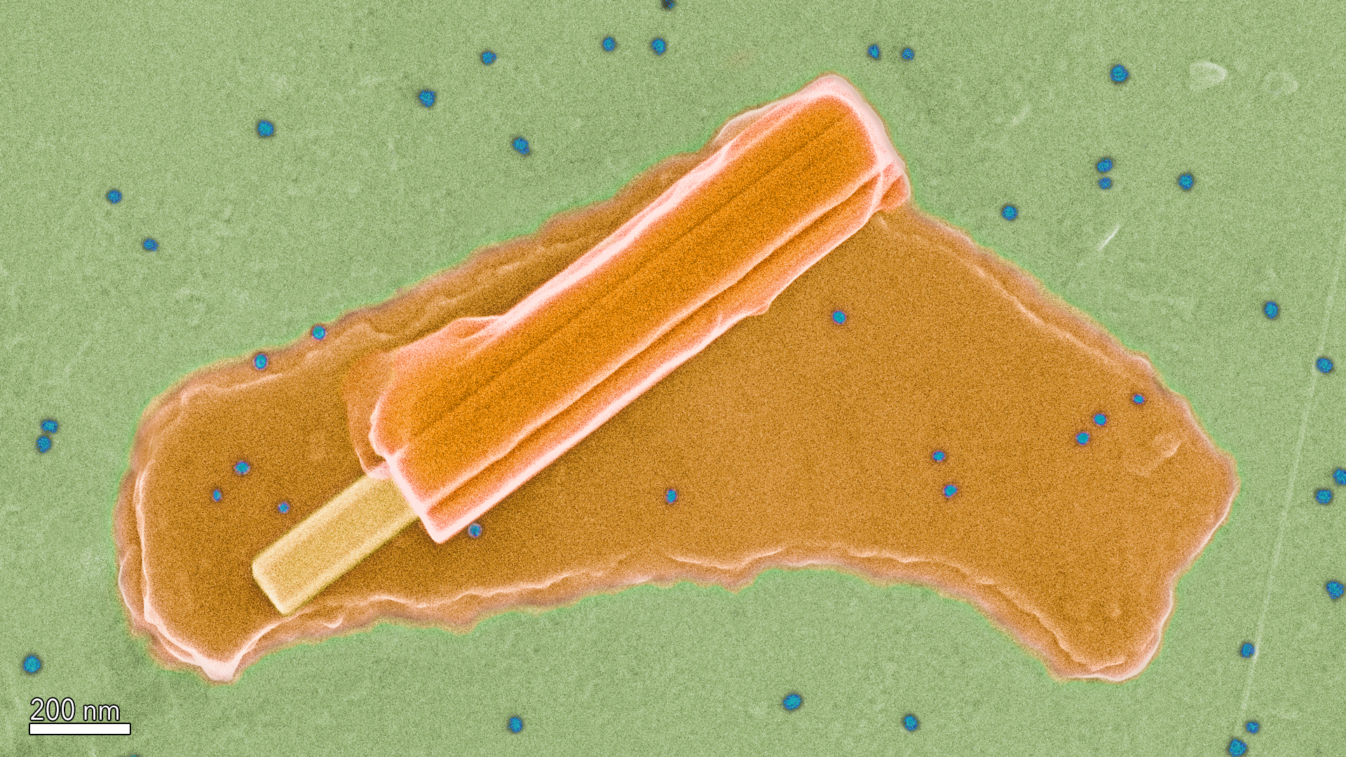 A Summer Snack for NanoAnts