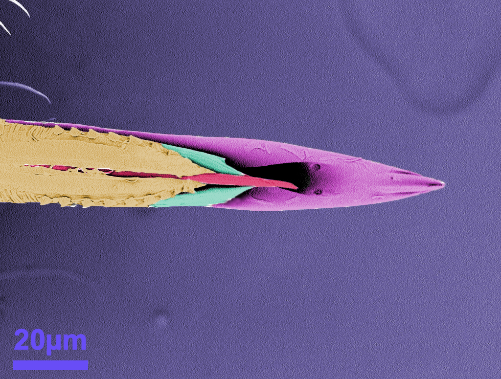 Elegant Mosquito Fascicle