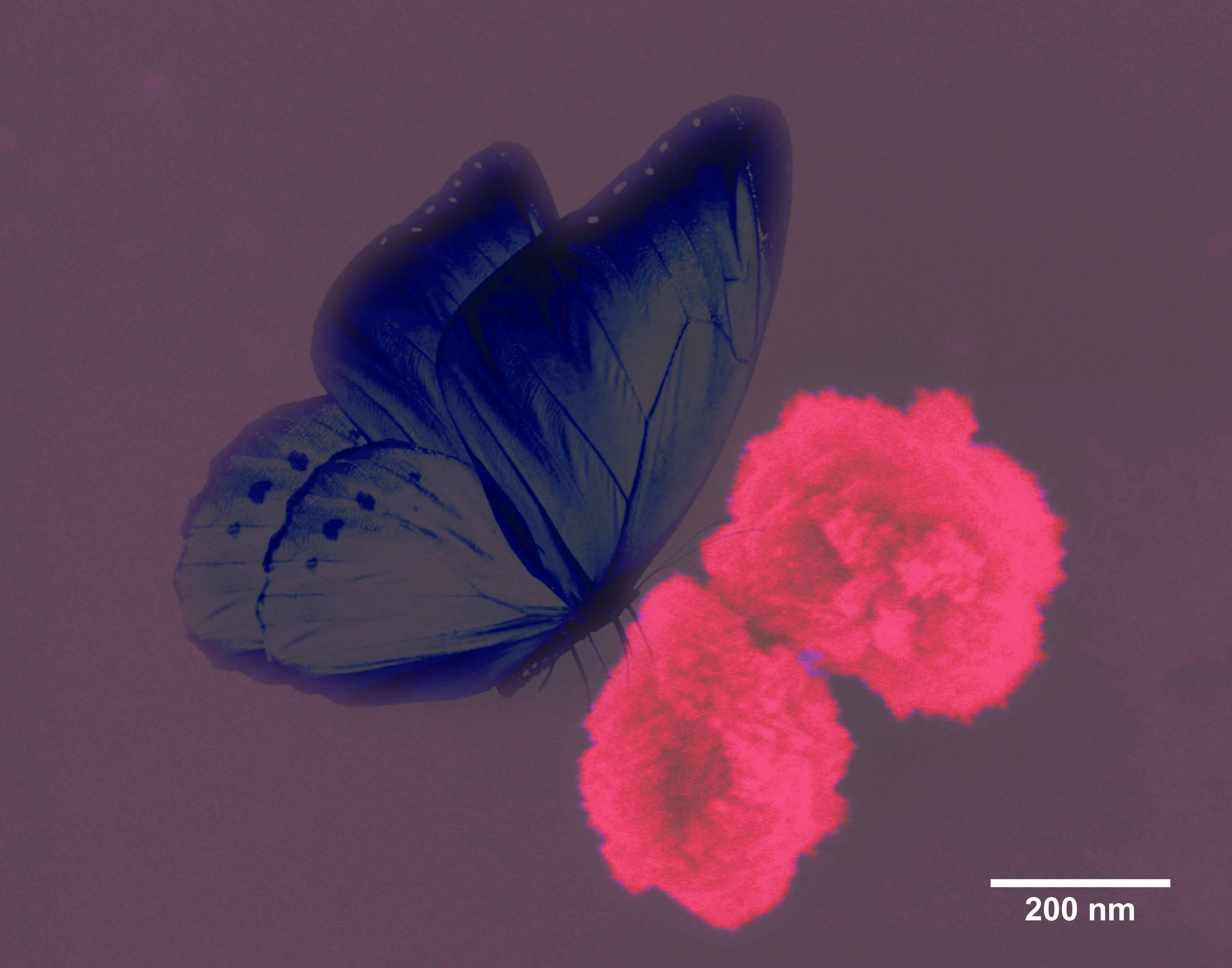 A Butterfly on Rose Flowers: Bioinspired CuO Nanoflowers