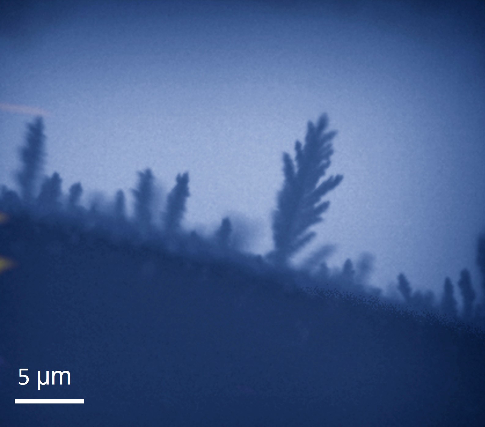 Ice Tree Under Night Sky