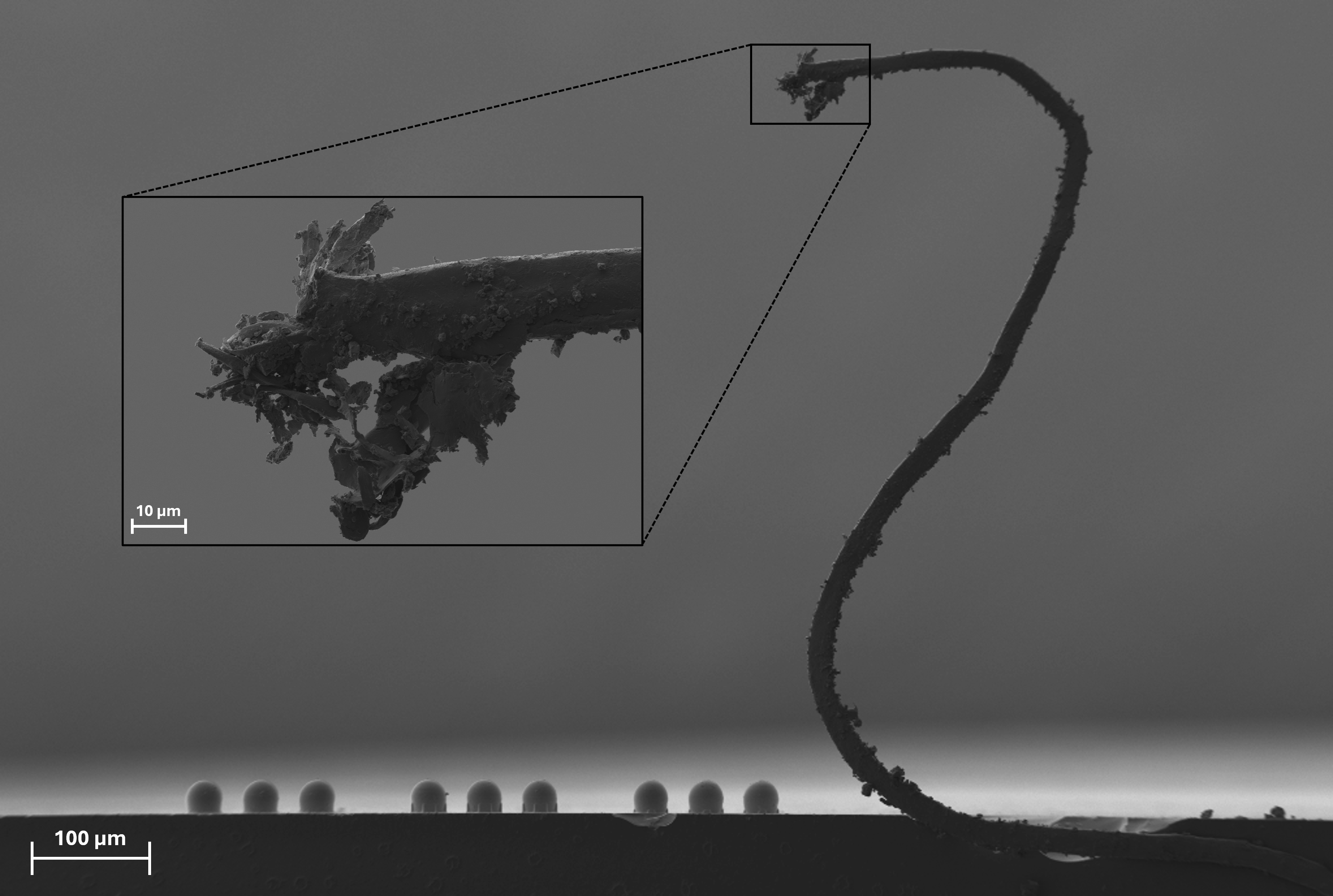 The Leviathan