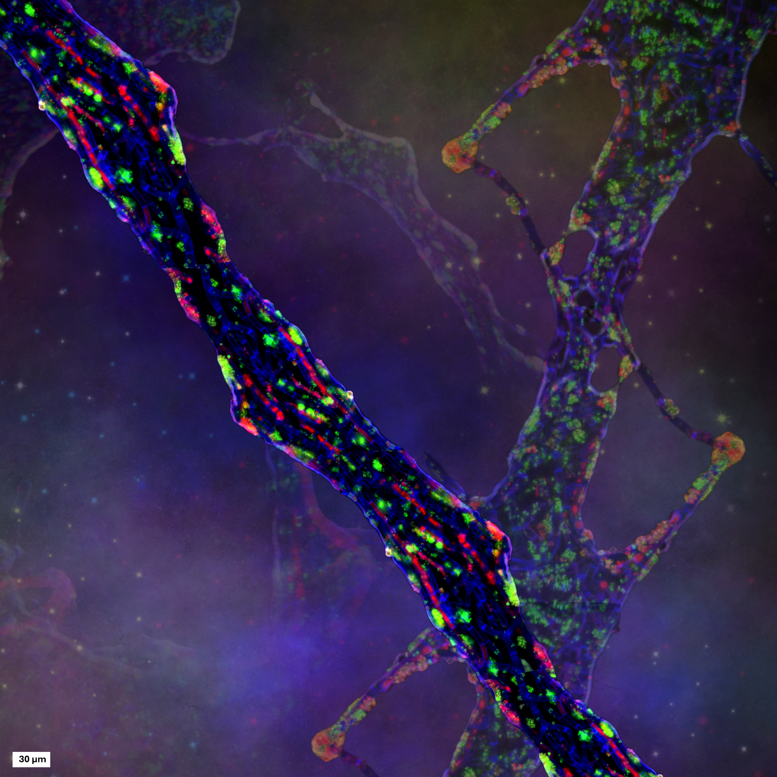 The Microbial Milky Way