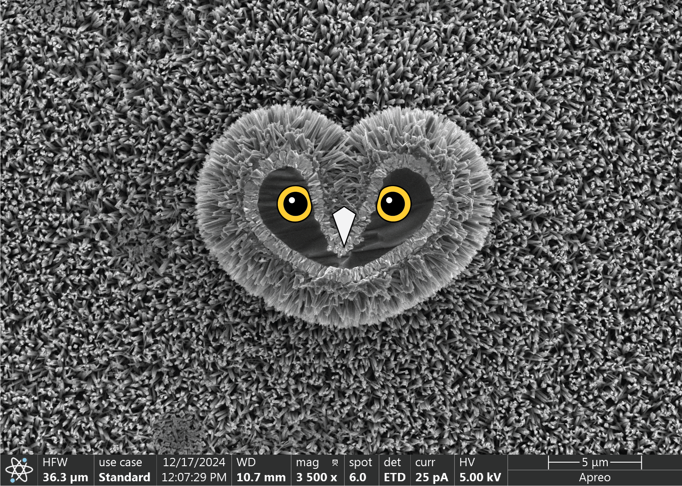Love Owl