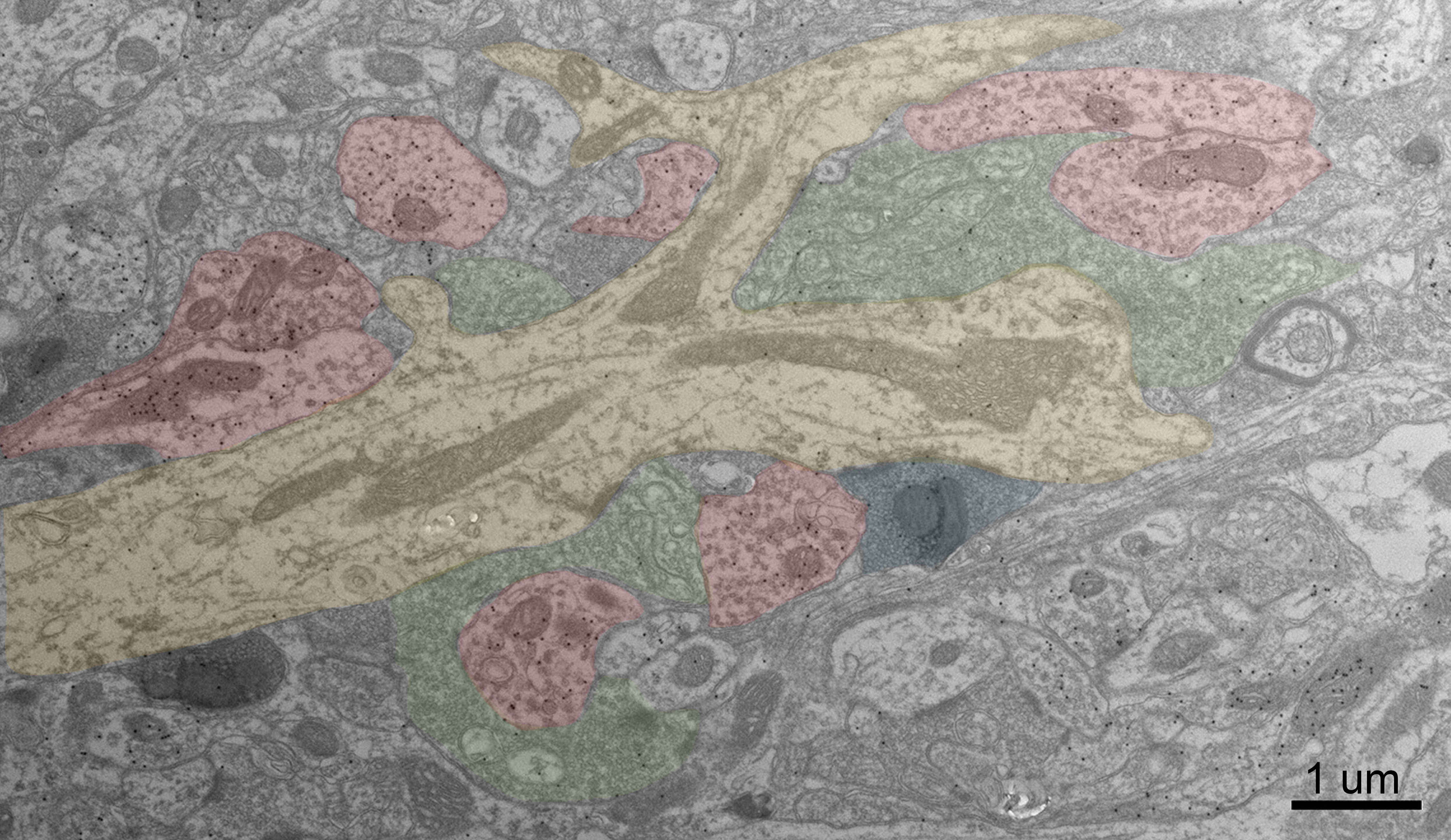 Convergence in the mouse thalamus