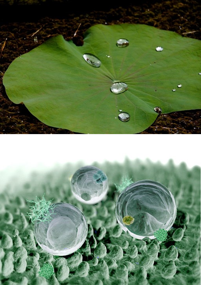 lotus leaves, top, and leave bumps, bottom