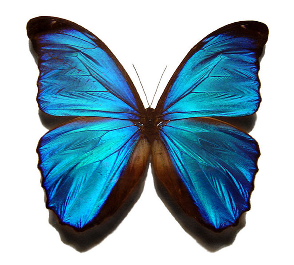 blue morpho