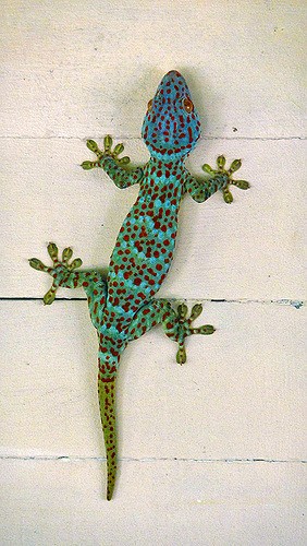 gecko