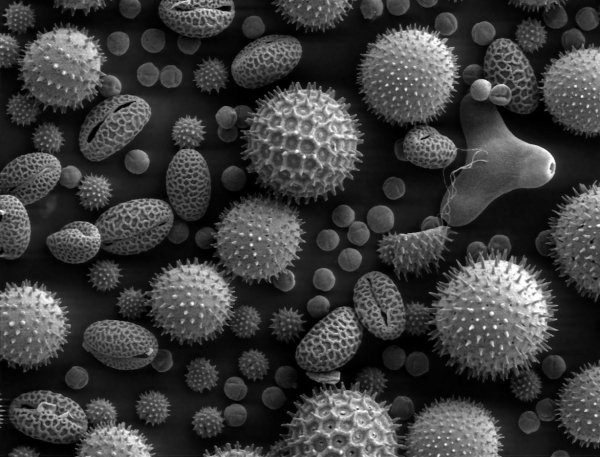 https://en.wikipedia.org/wiki/File:Misc_pollen.jpg