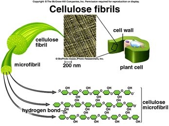 Cellulose Fibrils
